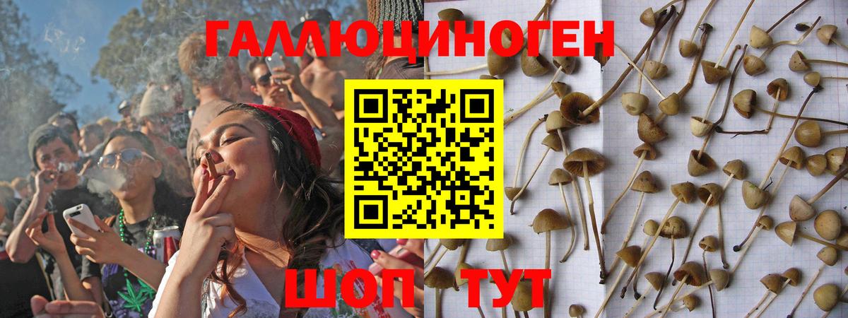Галлюциногенные грибы Psilocybe Нурлат